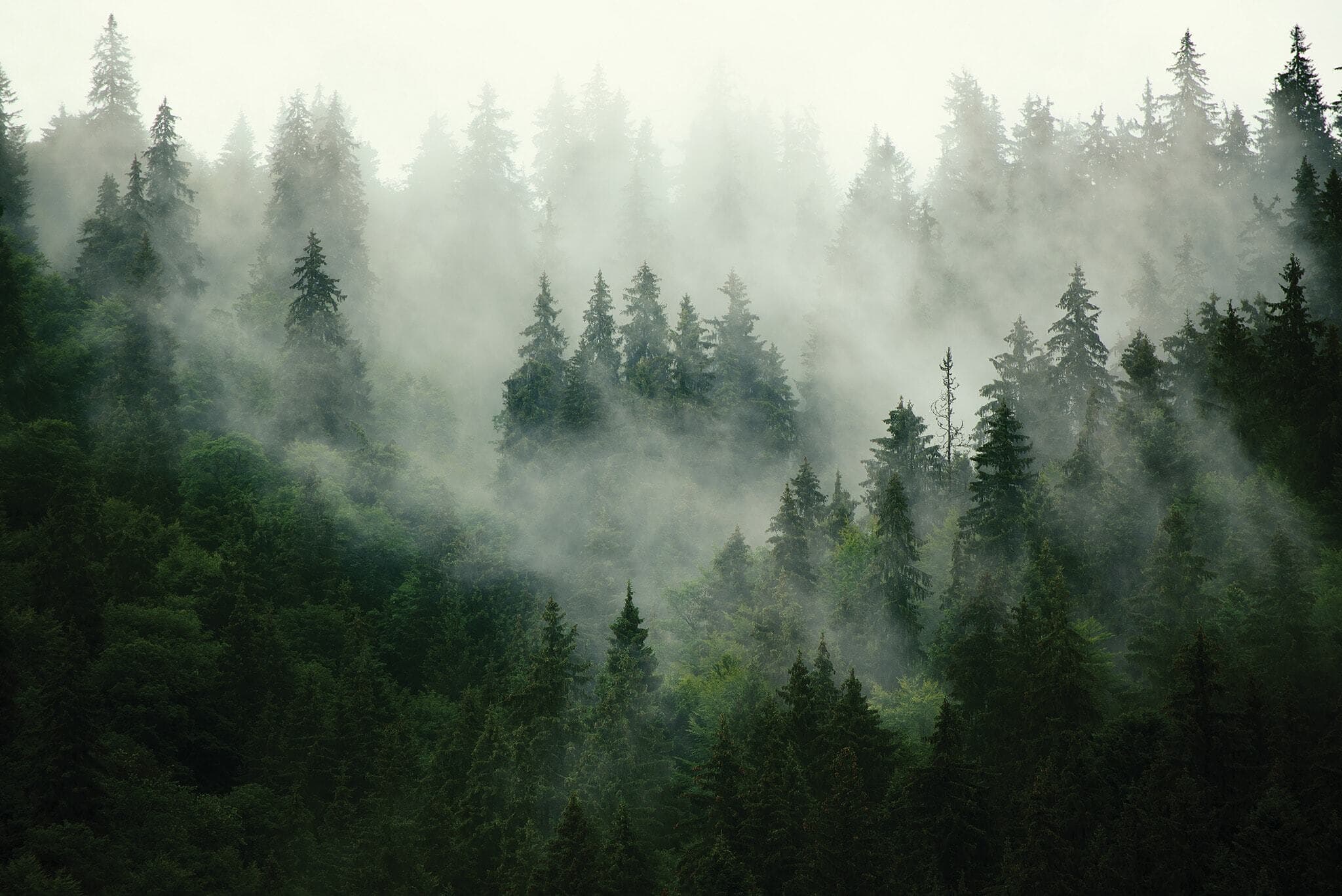 Sun shining through trees in a forest.